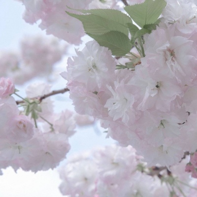 贡嘎FurryQQ群介绍